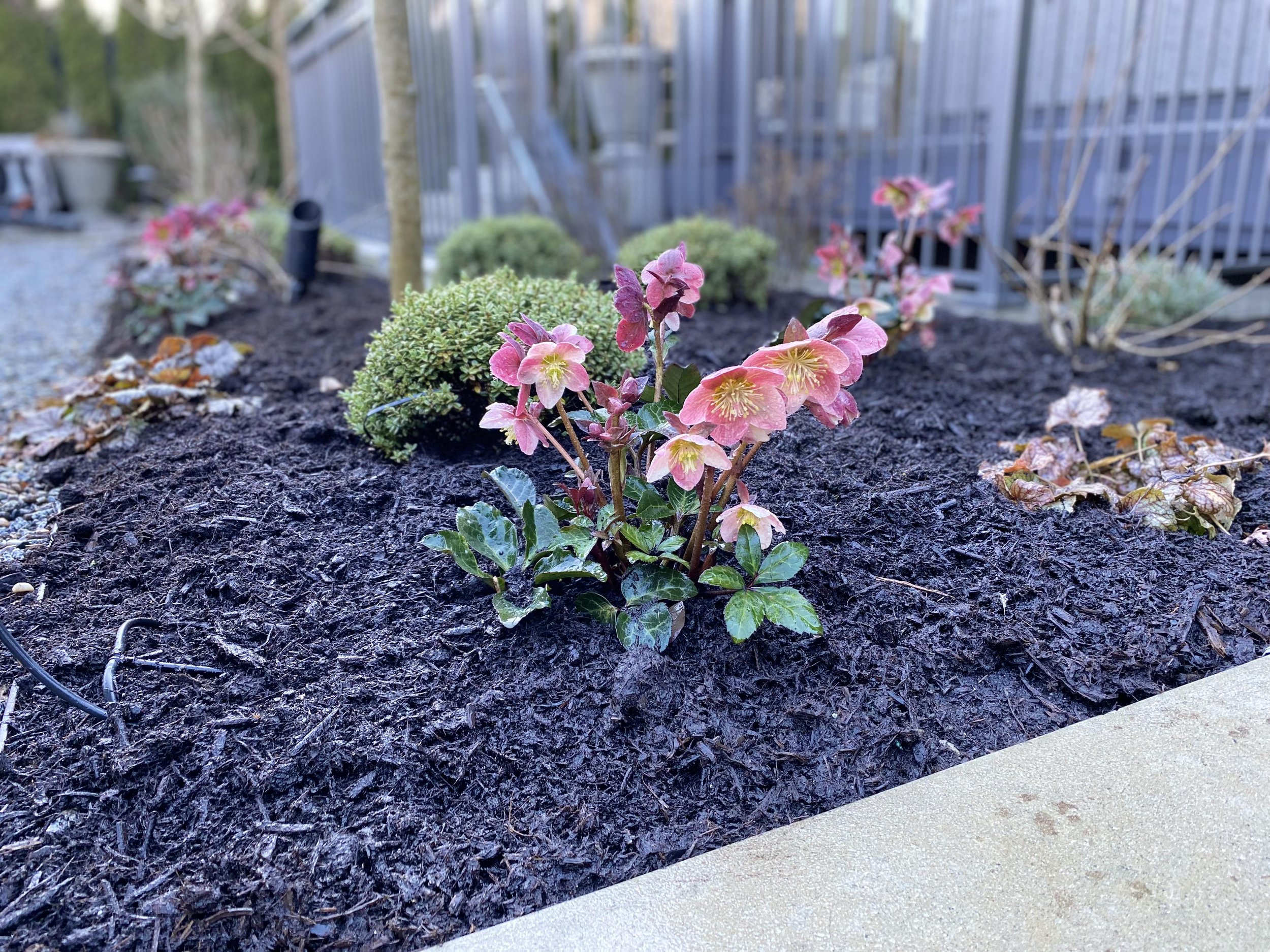 landscapers in Vancouver landscaping Vancouver landscapers mulching 080823