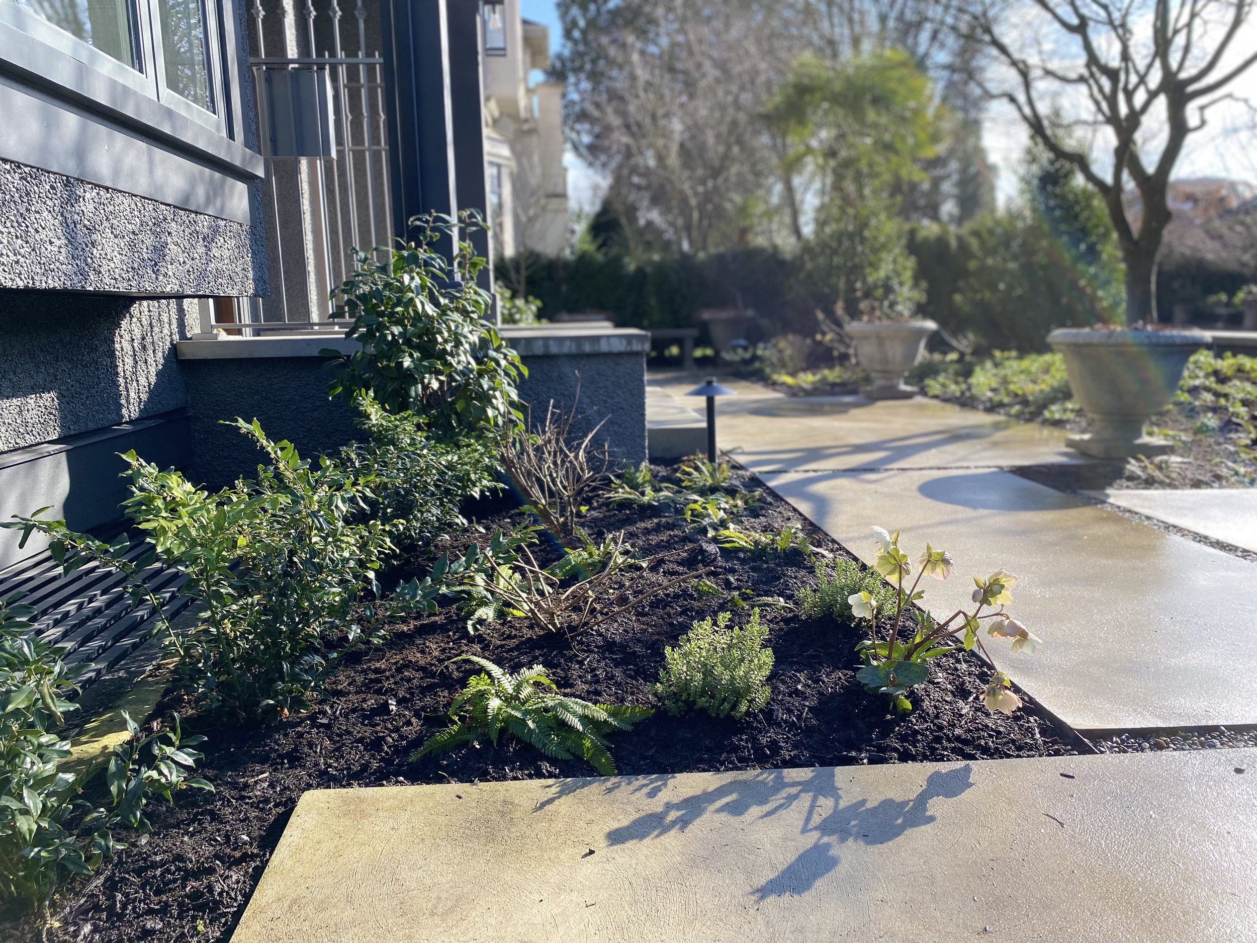 Residential Vancouver landscaping Vancouver landscapers mulching application 080823