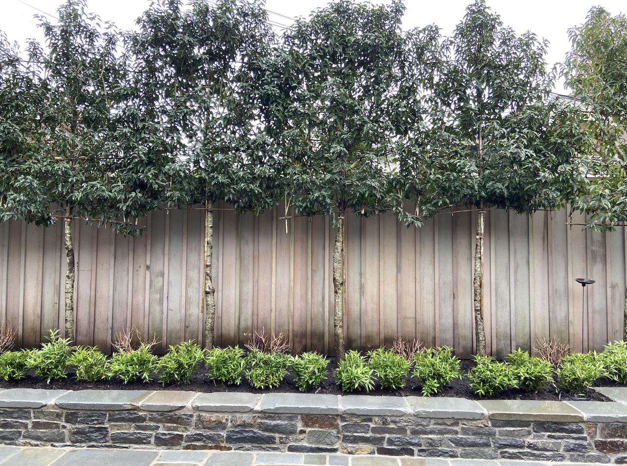 Landscaping Vancouver Privacy Landscaping Landscape Design