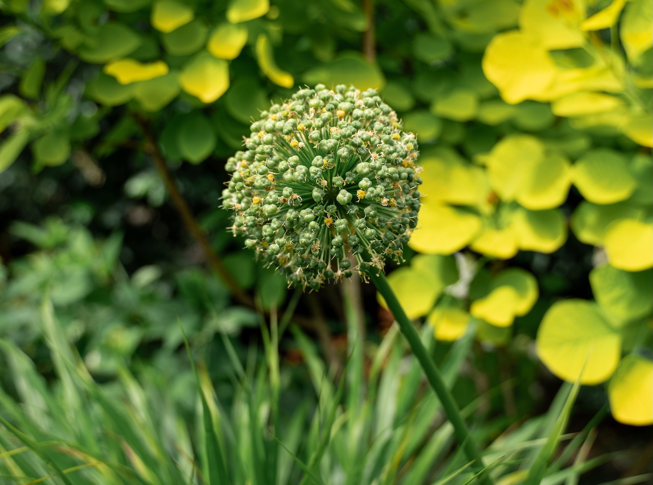 lanscaping Vancouver Landscaping fall clean up